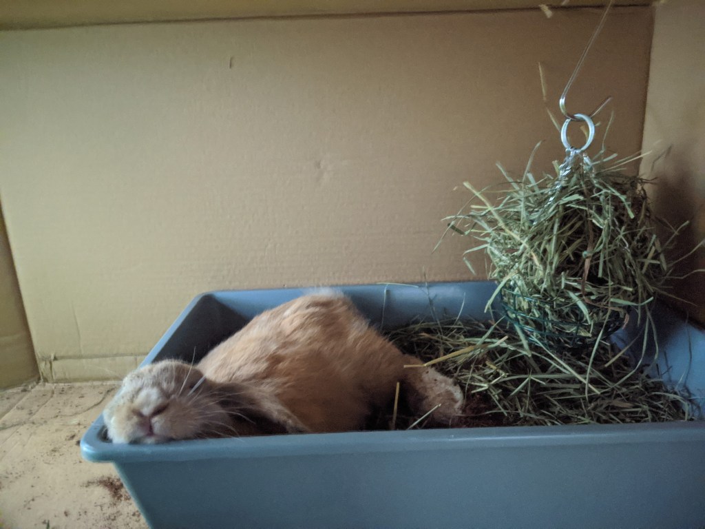 Peanut, a holland lop with brown fur, is sleeping in a litterbox with her head propped up on the side. 